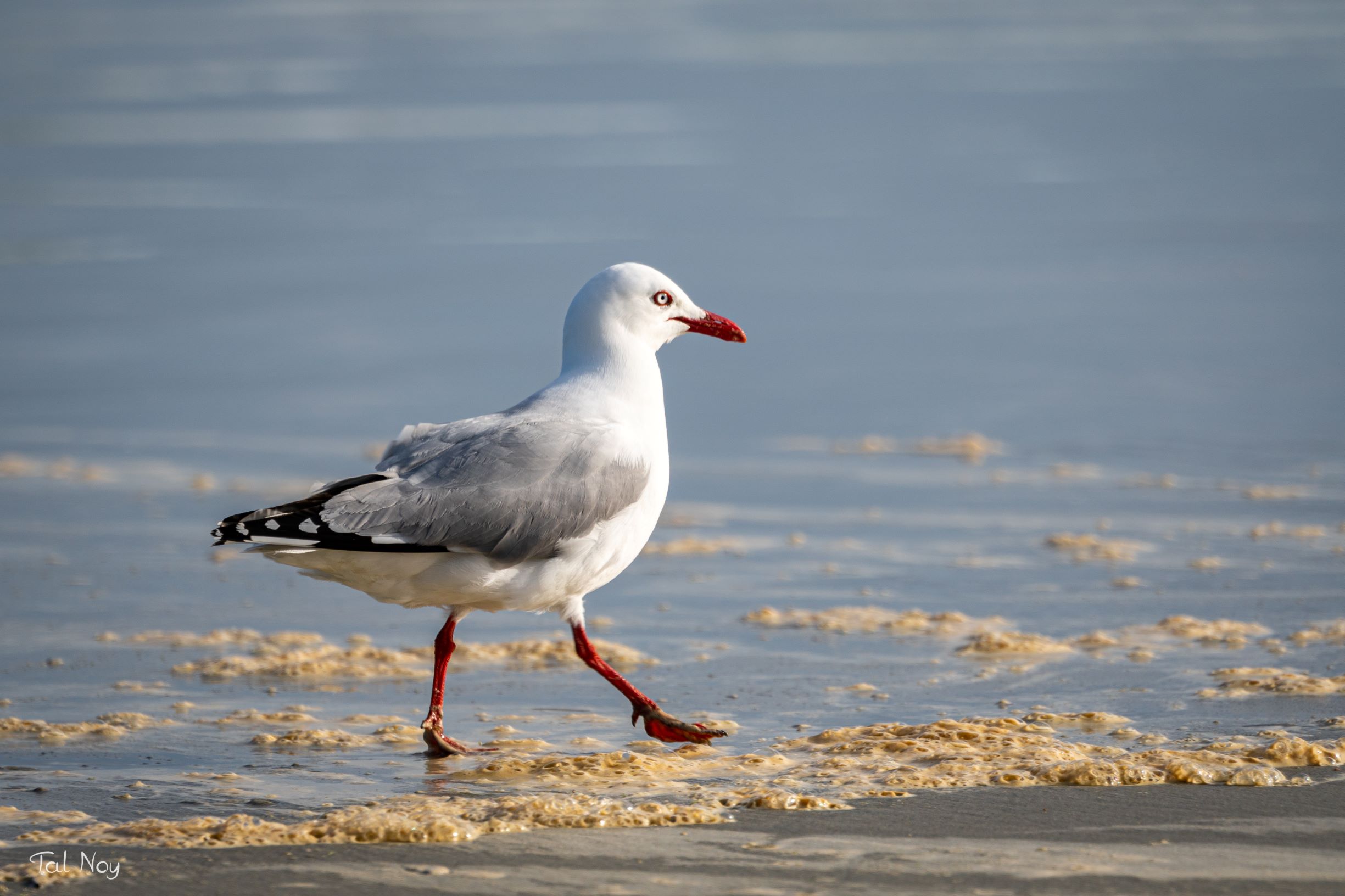 Seagull searching for food by the water's edge in golden sunset light near Dunedin, New Zealand